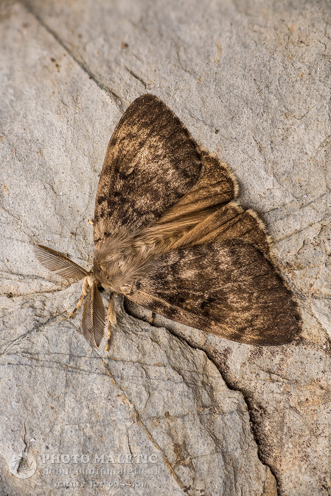 Lymantria dispar - Erebidae